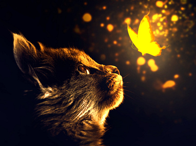 Magic cat - Photo Manipulation 3d 3dart branding bright butterfly cat cat fantasy digital art digital arts fantasy art glowing manipulate manipulation photo photo manipulation photography photoshop photoshop art photoshop manipulation yellow