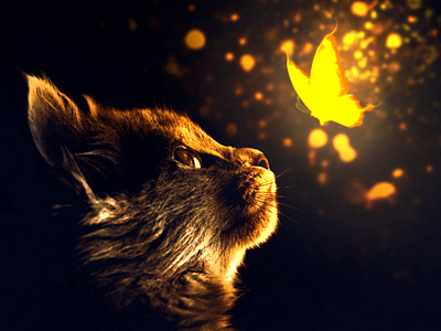 Magic cat - Photo Manipulation