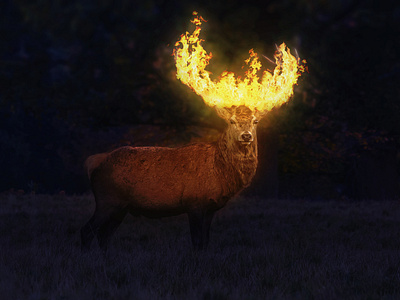 Burning deer - Photo Manipulation