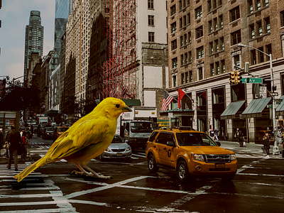 birdcity 3d 3dart bird branding cityscape digital art digital arts fantasy manipulate manipulation photo photo manipulation photographer photography photos photoshop photoshop action photoshop art photoshop manipulation scifi