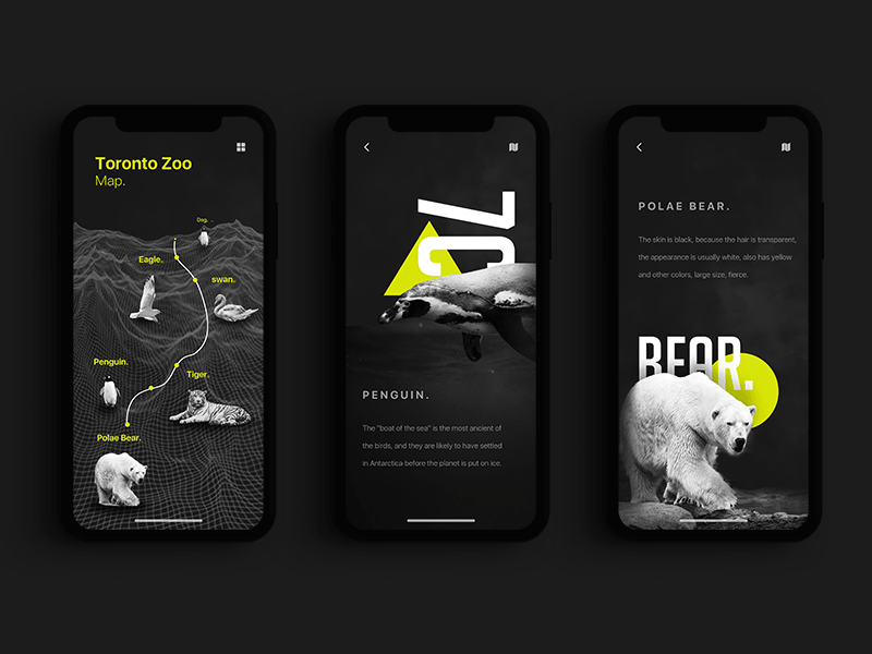 Zoo2 800x600 By Tang On Dribbble