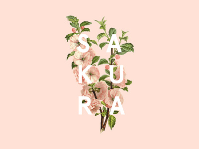 Sakura cherry blossom design floral flowers green pink poster sakura sans serif type
