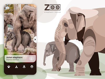 Asian elephant illustration app design illustration mobile