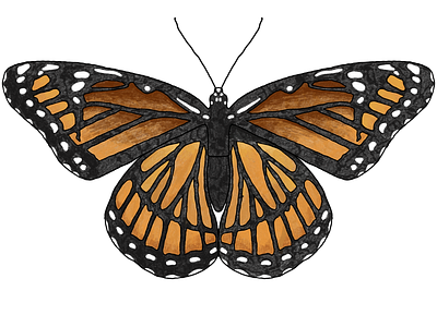 monarch butterfly illustration bug butterfly design digital digital art illustration monarch butterfly nature