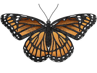 monarch butterfly illustration