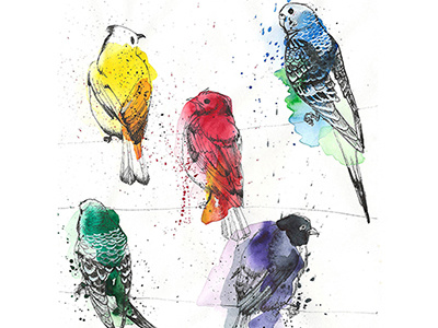 Palette Birdsss art bird birds illustration ink painting palette paper parrot watercolor