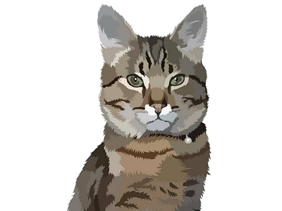 Vector Cat cat illustration pets vector