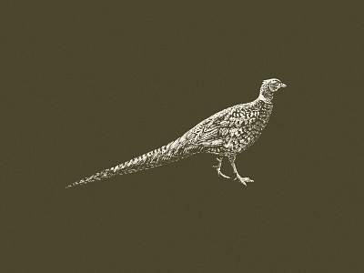 Pheasant bird detail engraving hunting illustration logo pheasant sporting vintage