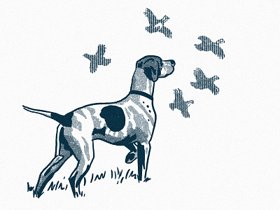Pointer bird dog dog engraving hunting illustration ipad line art pheasant pointer procreate texture