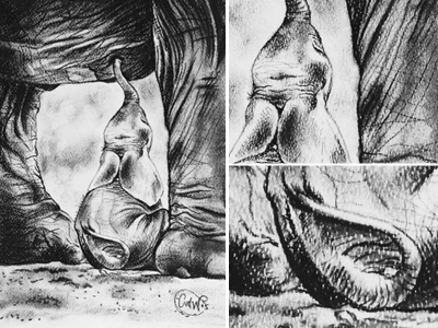 Baby Elephant charcoal drawing illustration textured paper traditional art