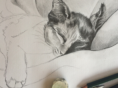 Kitten sleeping cat draw drawing graphite pencil sketch wip