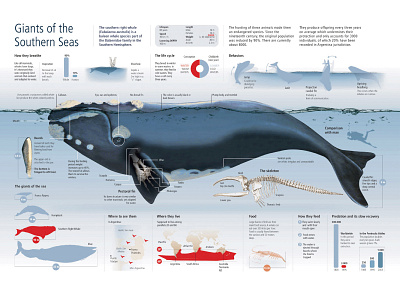 Southern Right Whale: Giant of the Southern Seas