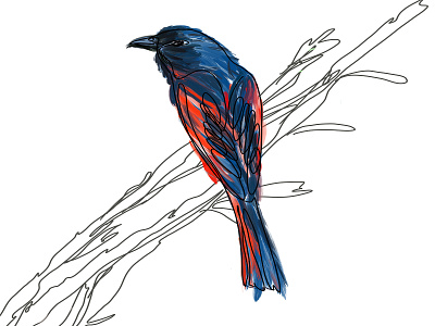 Long Tailed Minivet animal bird blue illustration lineart procreate red
