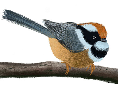 Bird on the Branch animal artwork bird branch digitalart drawing graphic illustration procreate sketch