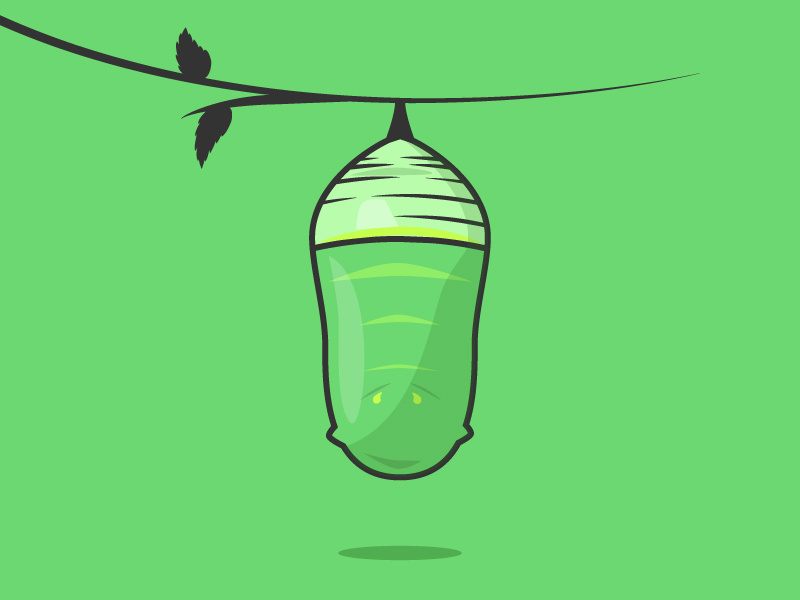 Monarch Cocoon nature caterpillar monarch cocoon butterfly simple illustrator flat 2d illustration vector