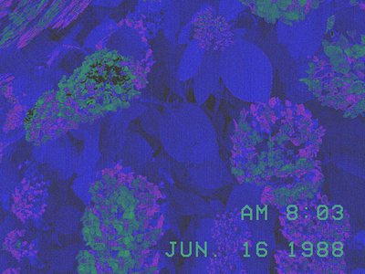 VCR Flowers