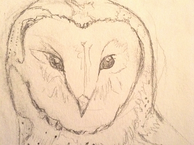 Owl sketch bird drawing owl quick sketch sketch