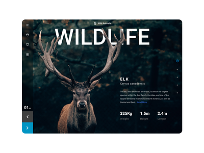 Wildlife Web Design design desktop nature ui uidesign web web design wildlife