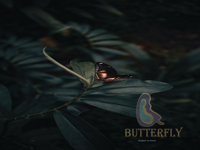 buterfly