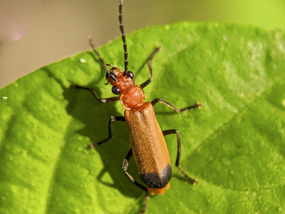 macro animal animal macro photography