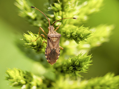 Rhaphigaster nebulosa or mottled shieldbug animal eye biology bug closeup detail fauna forest garden insect leaf macro magnification nature outdoors plant shield bug small stink bug wild wildlife