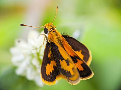 Large skipper macro (Ochlodes sylvanus) - Butterfly