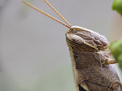 A brown grasshopper