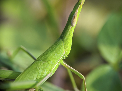 macro green grasshopper's head against a blurred background