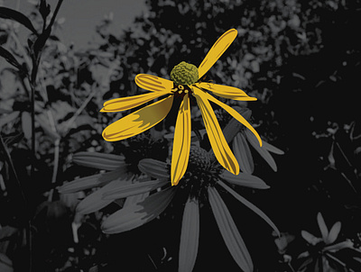 Rudbeckia laciniata laciniata