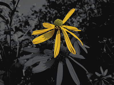 Rudbeckia laciniata