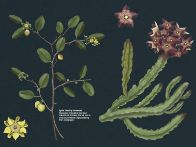 Botanical illustration of plants