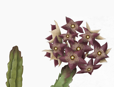 Botanical illustration of a caralluma cactus plant botanical botanical art botanical illustration botanicals cactus digital art digital illustration illustration illustrator plants