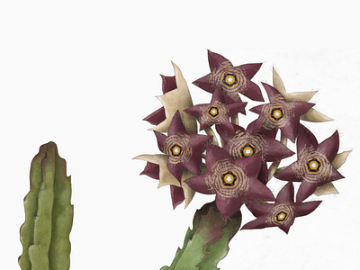 Botanical illustration of a caralluma cactus plant