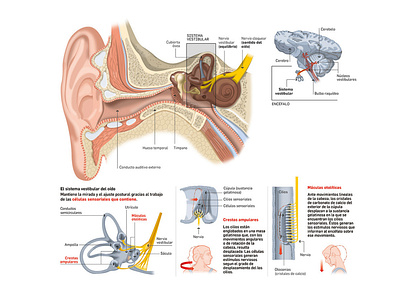 Vestibular system of ear infographic illustrator infographic infographics information design medical design medical infographics scientific illustration