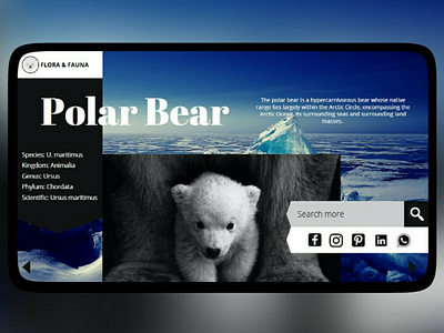 Polar Bear UI Design ui design web designer front end