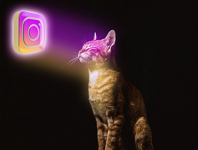 Cat with Instagram Lights abstract background background design design illustration photo editing poster poster design wallpaper wallpaper design