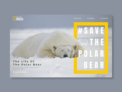 Nat Geo Wild Web Design bear nat geo ui web design wild wildlife