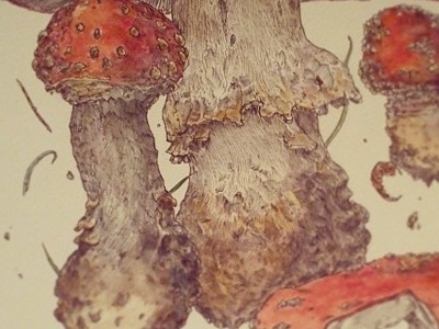 Amantia Muscaria botanical drawing illustration irish mushroom pen watercolour