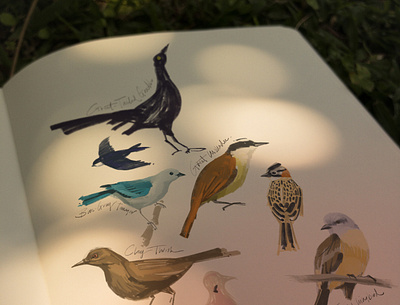 Costa Rica Birds chris waind hand drawn illustration vancouver