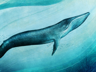 Blue Whale