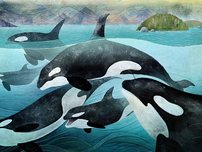 Orcas chris waind hand drawn illustration painting vancouver