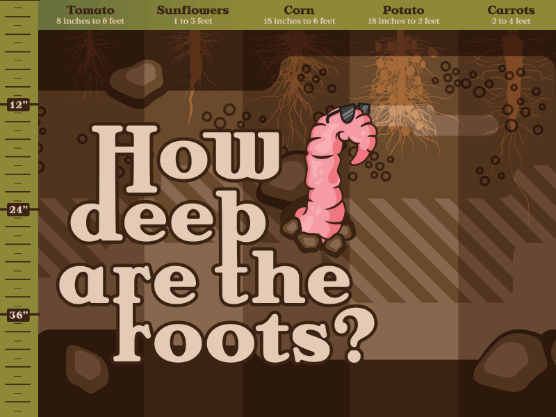 Root Depth