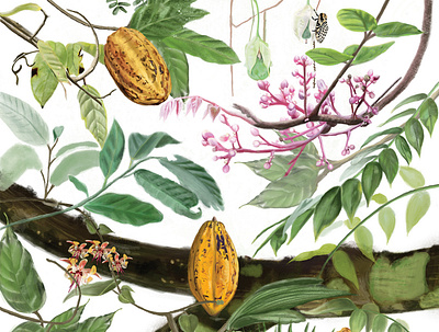 Wrap Paper illustration botanic cacao illustration nature art procreate