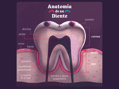 Tooth Anatomy