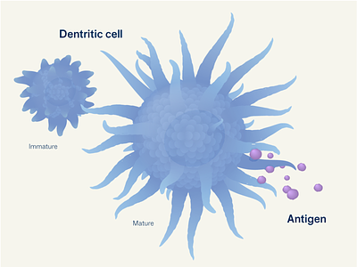 Cells antigen cells dendritic health illustration illustrator vector
