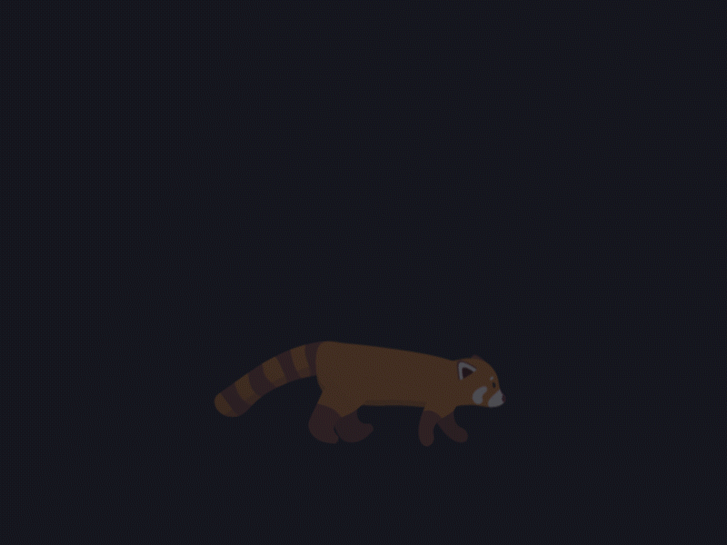 Red Panda adobe illustrator adobeaftereffects aftereffects animation illustrator motion redpanda
