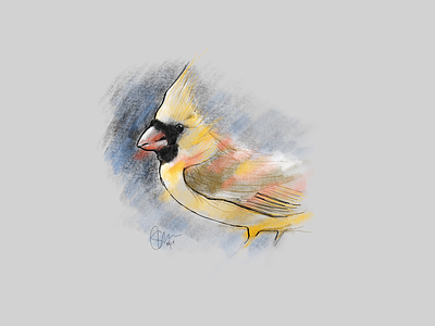 Tweet, tweet, it's a bird bird drawing illustration
