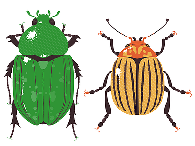 Insect Print Series1 beetle bugs color design entomology illustration insect print vector