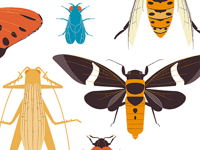 Insect Print Series 2 beetle bugs butterfly cicada color design entomology illustration insect print vector wings
