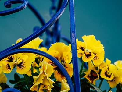 Annapolis - Landscape art blue flowers landscapes lightroom photography yellow